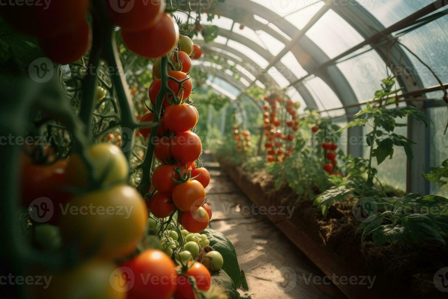 Gewächshaus mit Tomate Gebüsch. generativ ai Technologie. foto