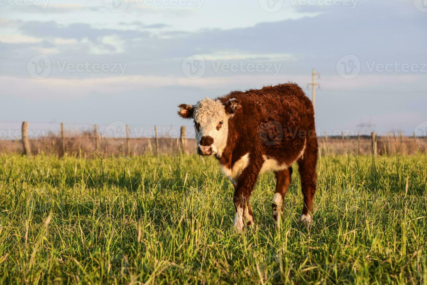 lenkt gefüttert auf natürlich Gras, Buenos Aires Provinz, Argentinien foto