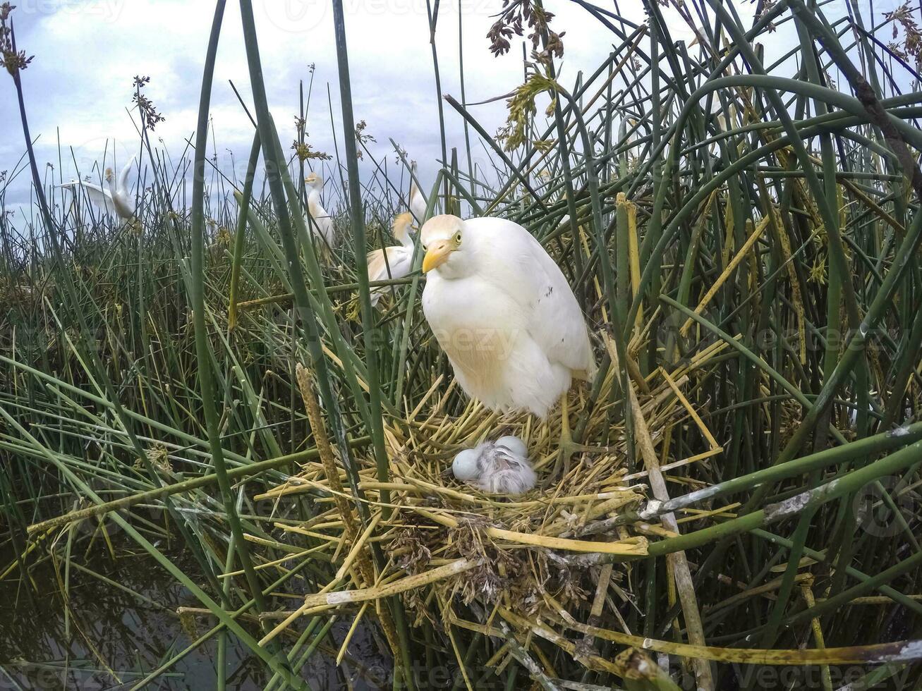 das Vieh Reiher, bubulcus Ibis, nisten, la Pampa Provinz, Patagonien, Argentinien foto