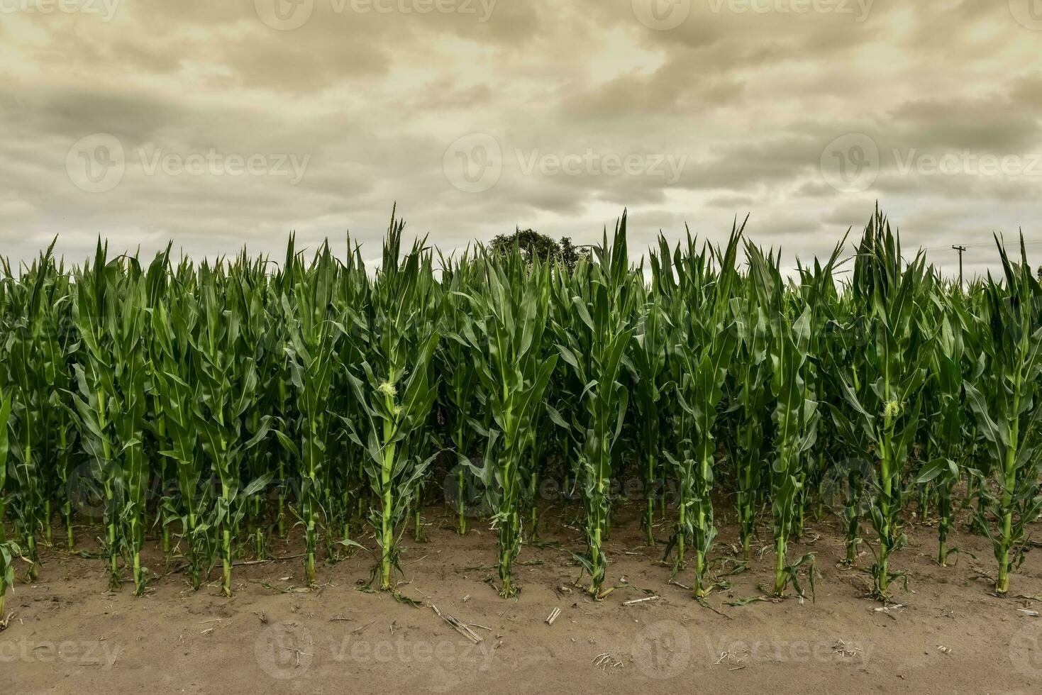 Kornfeld im Buenos Aires Provinz, Argentinien foto