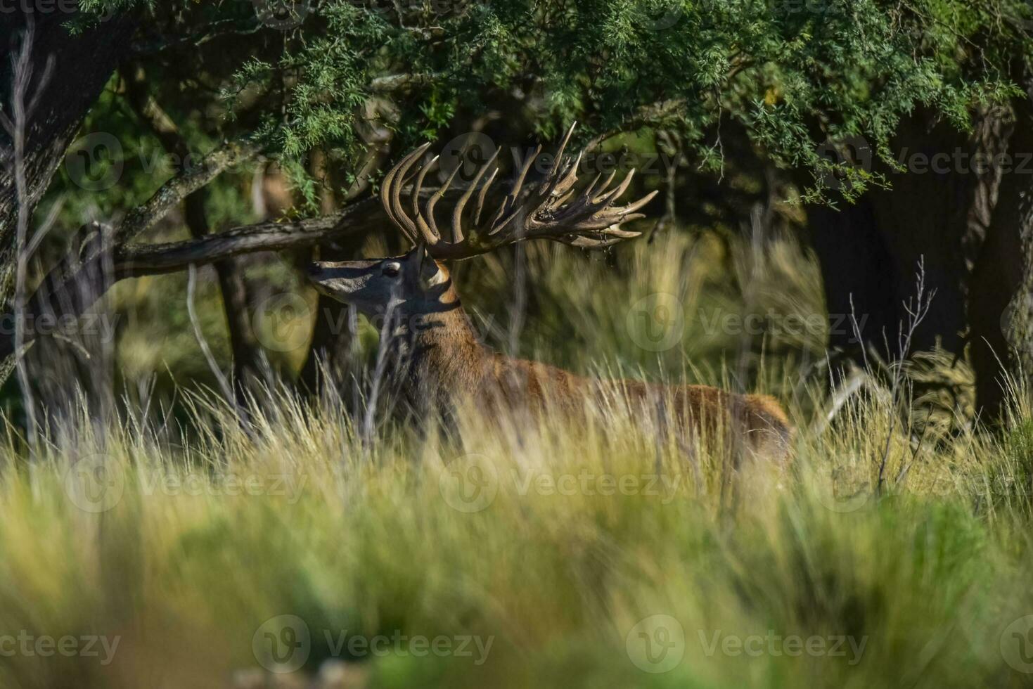 rot Reh, männlich brüllend im la Pampa, Argentinien, Parque luro, Natur Reservieren foto