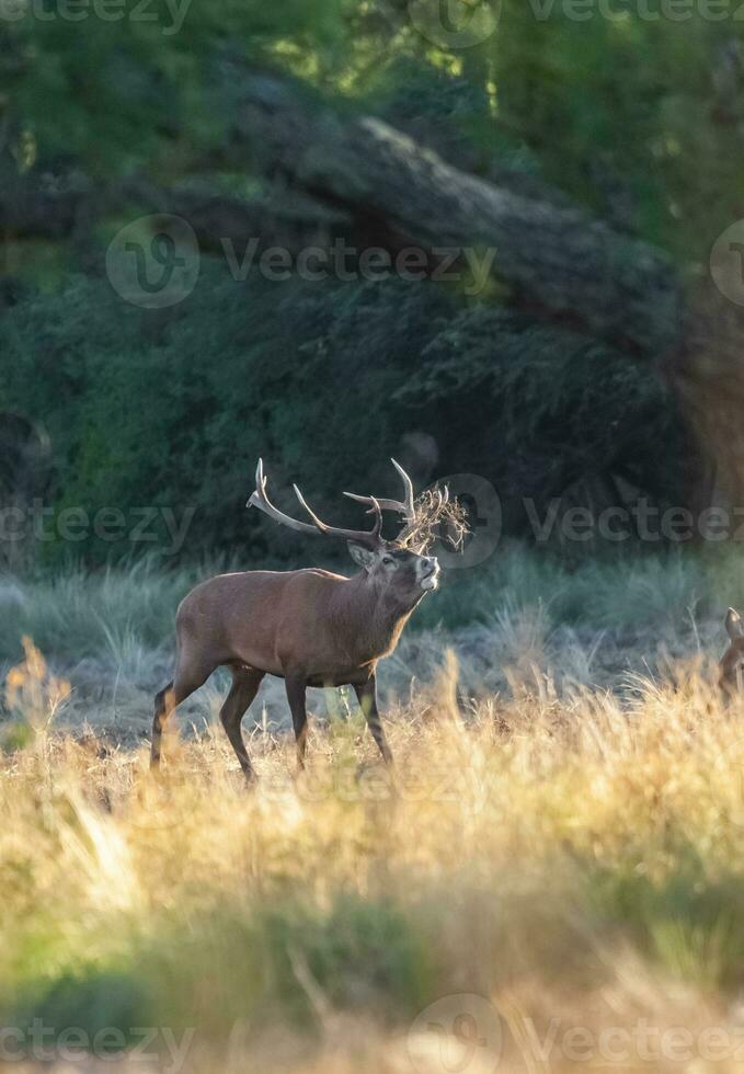 rot Reh, männlich brüllend im la Pampa, Argentinien, Parque luro, Natur Reservieren foto