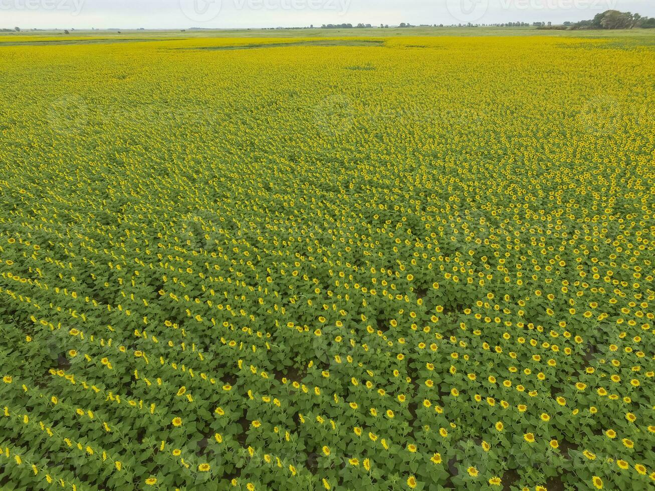 Sonnenblume Anbau, Antenne Sicht, im Pampas Region, Argentinien foto