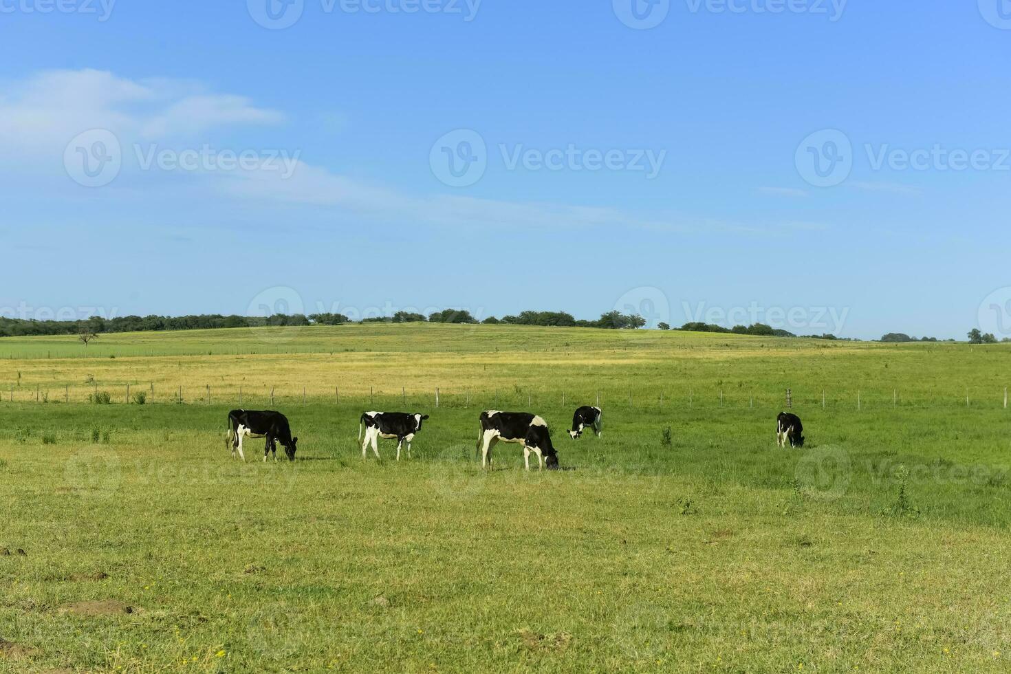 das Vieh im Argentinien Land, la Pampa Provinz, Argentinien. foto