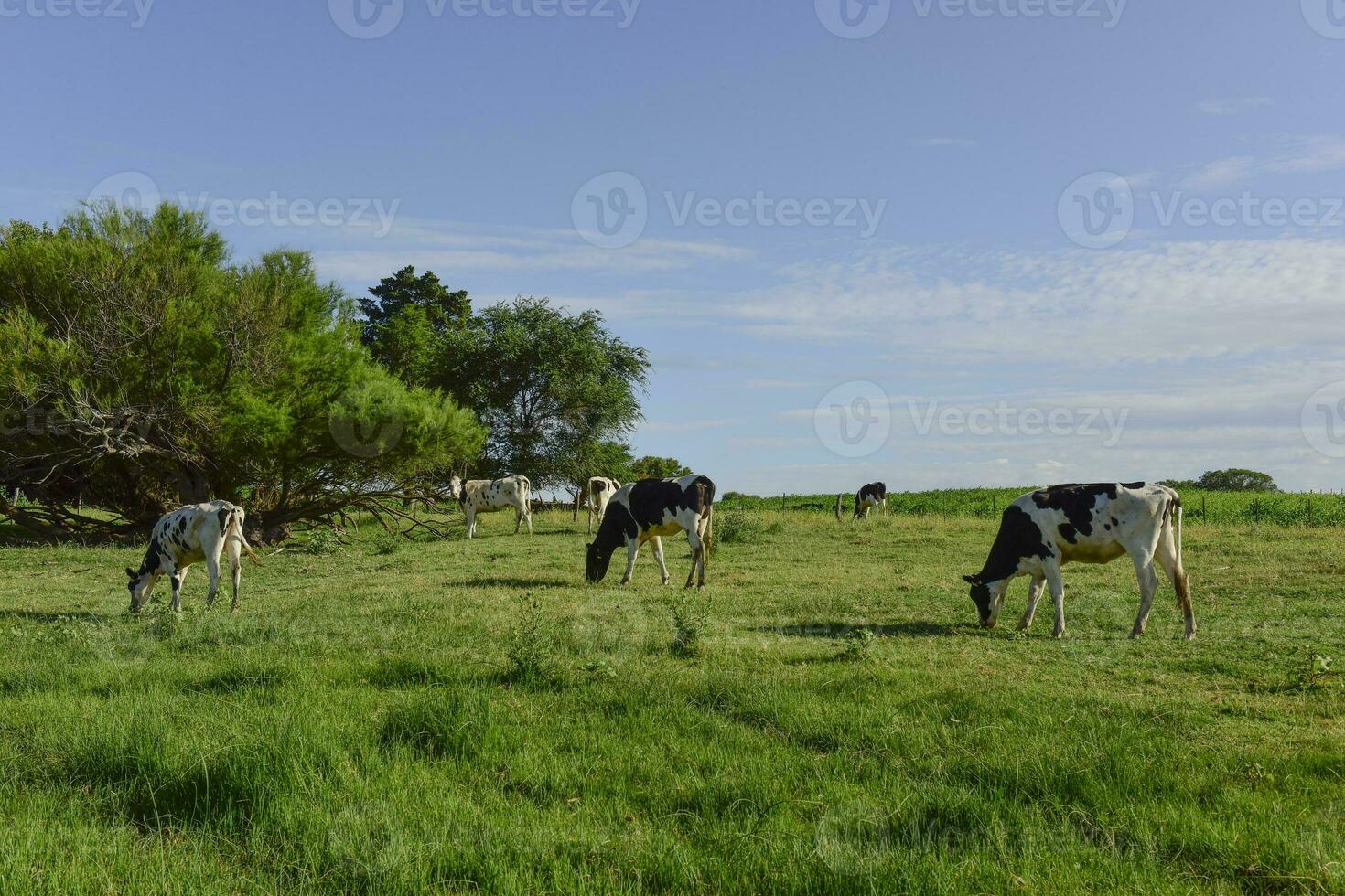 Kuh Kälber im das Feld, Buenos Aires Provinz, Argentinien. foto