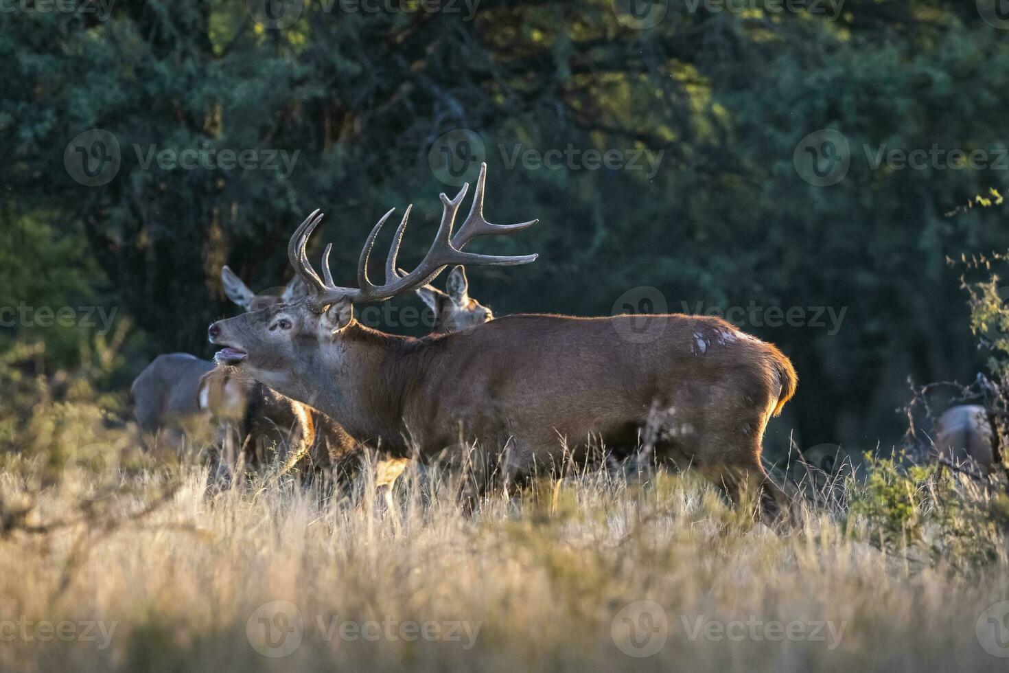 rot Reh, männlich brüllend im la Pampa, Argentinien, Parque luro, Natur Reservieren foto