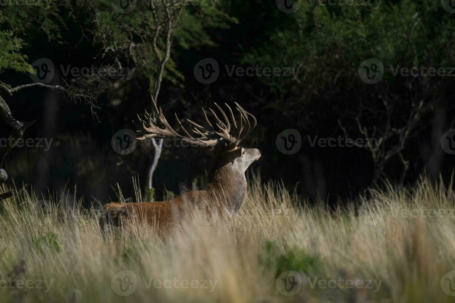 rot Reh, männlich brüllend im la Pampa, Argentinien, Parque luro, Natur Reservieren foto