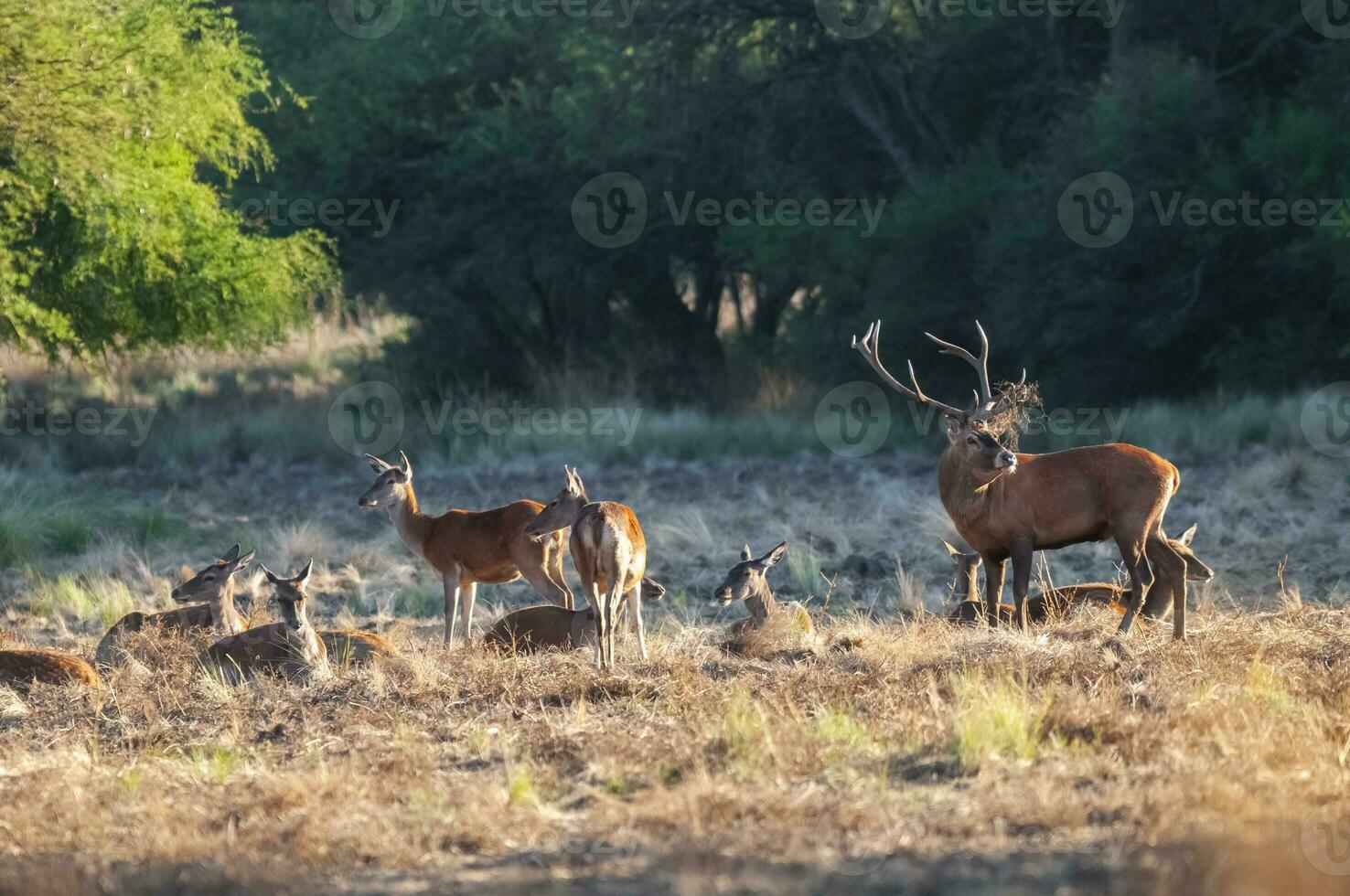 rot Reh, männlich brüllend im la Pampa, Argentinien, Parque luro, Natur Reservieren foto