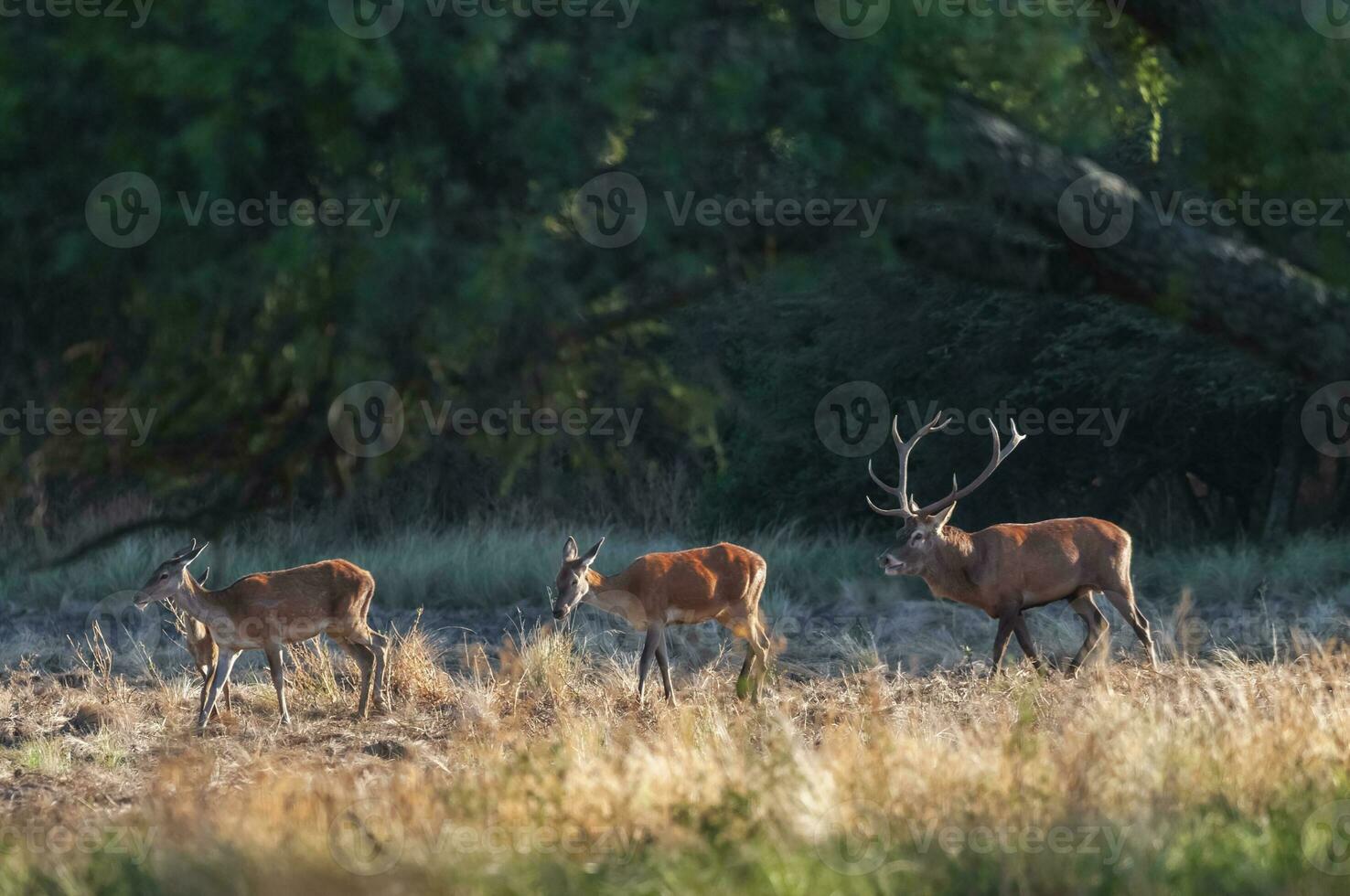 rot Reh, männlich brüllend im la Pampa, Argentinien, Parque luro, Natur Reservieren foto