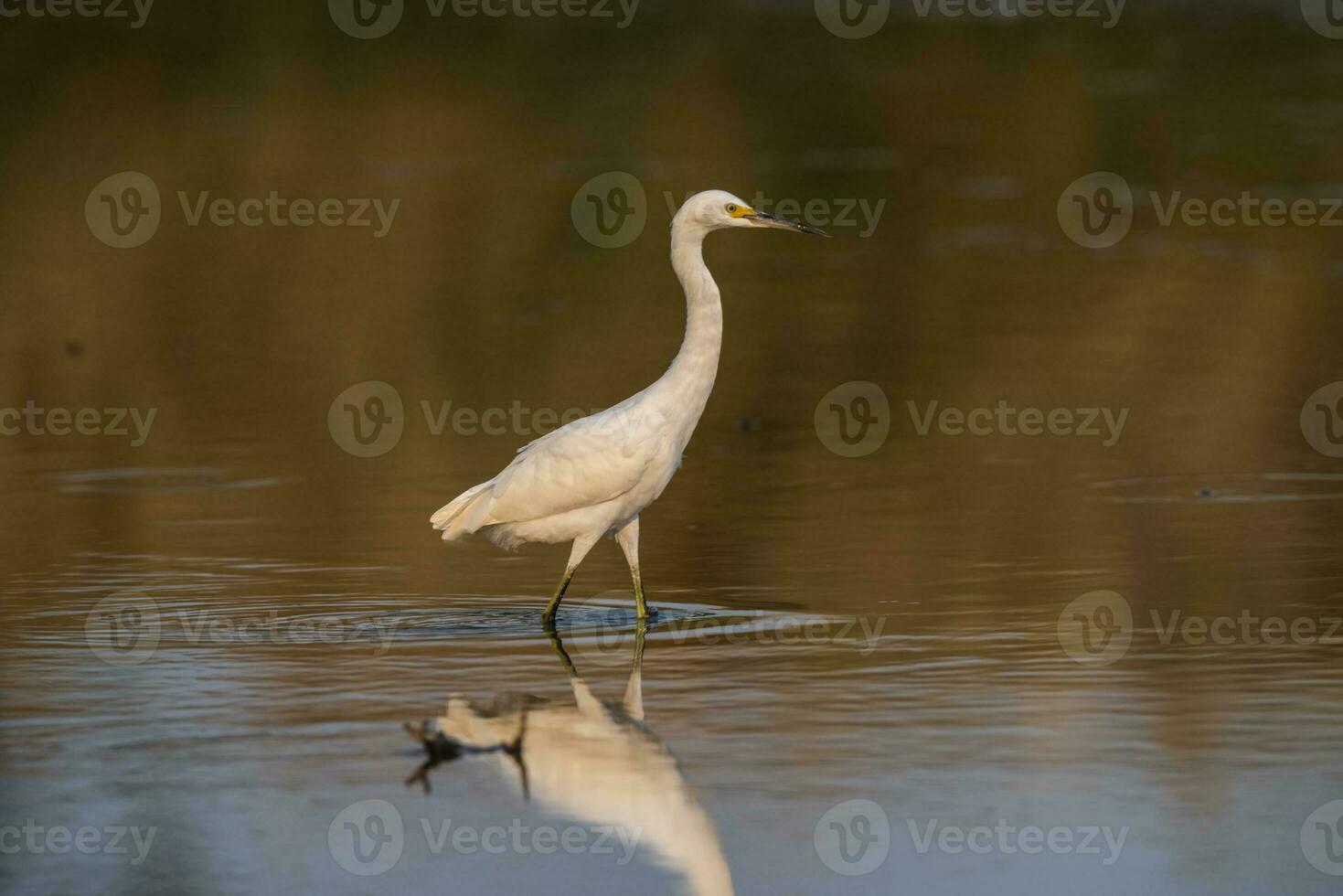 schneebedeckt Reiher, Egretta Thula , gehockt, la Pampa Provinz, Patagonien, Argentinien. foto