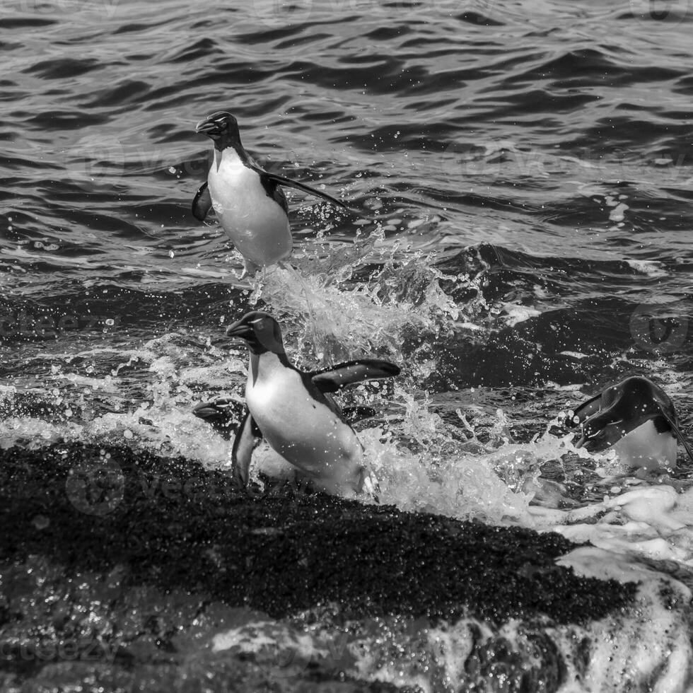 Rockhopper Pinguin, Pinguin Insel, Puerto Deseado, Santa Cruz Provinz, Patagonien Argentinien foto