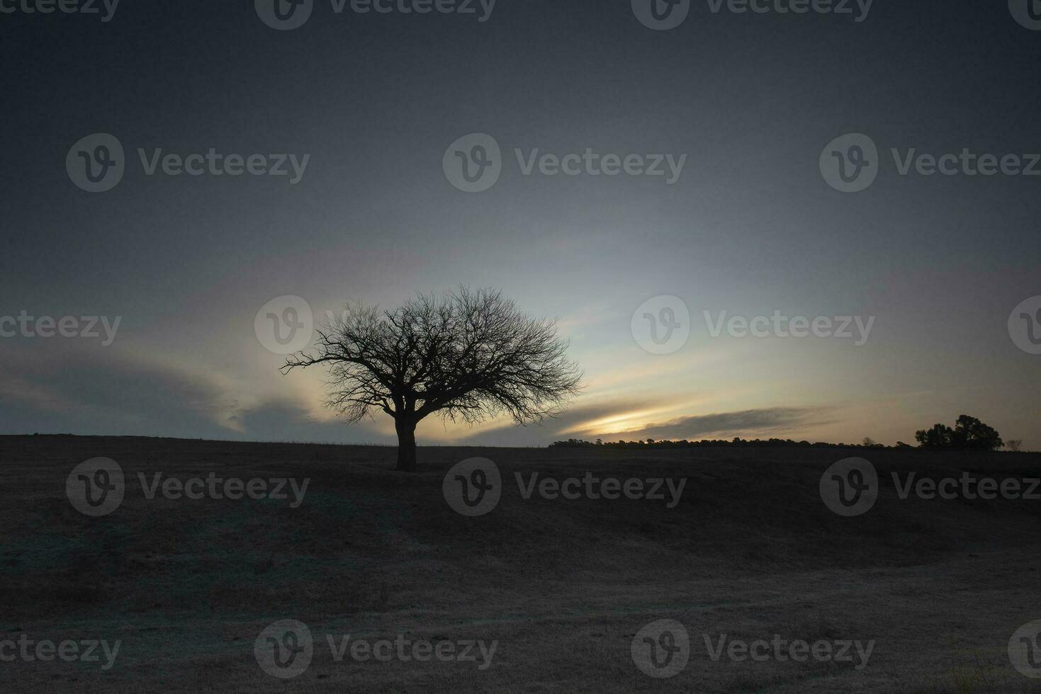 blühte Feld im das Pampas schmucklos, la Pampa Provinz, Patagonien, Argentinien. foto