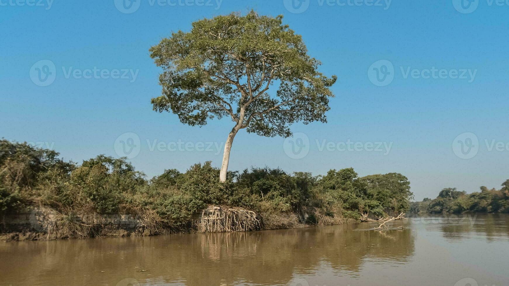 Urwald Landschaft auf das cuaiaba Flussufer, Pantanal, Brasilien foto