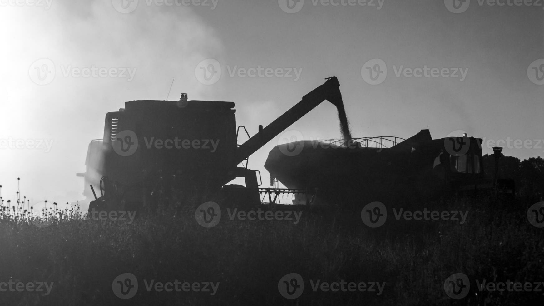 Sojabohne Ernte im Argentinien Land, la Pampa, Argentinien foto