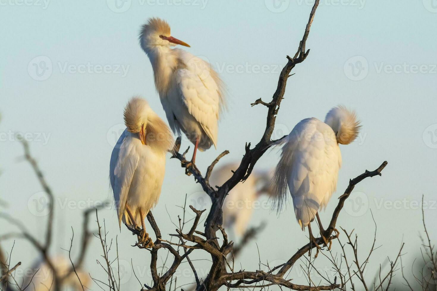 das Vieh Reiher, bubulcus Ibis, gehockt, la Pampa Provinz, Patagonien, Argentinien foto