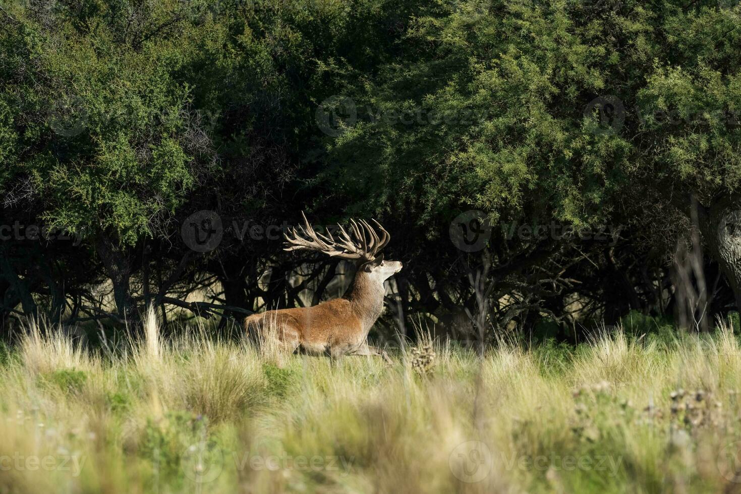 rot Reh, männlich brüllend im la Pampa, Argentinien, Parque luro, Natur Reservieren foto