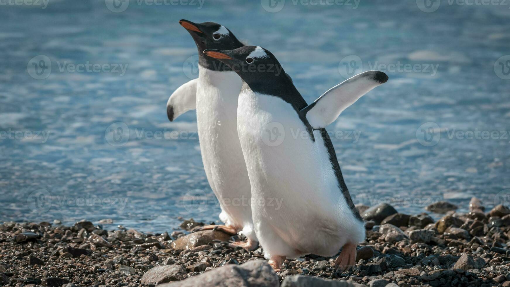 Gentoo Pinguin, im neko Hafen, Antarktis Halbinsel. foto