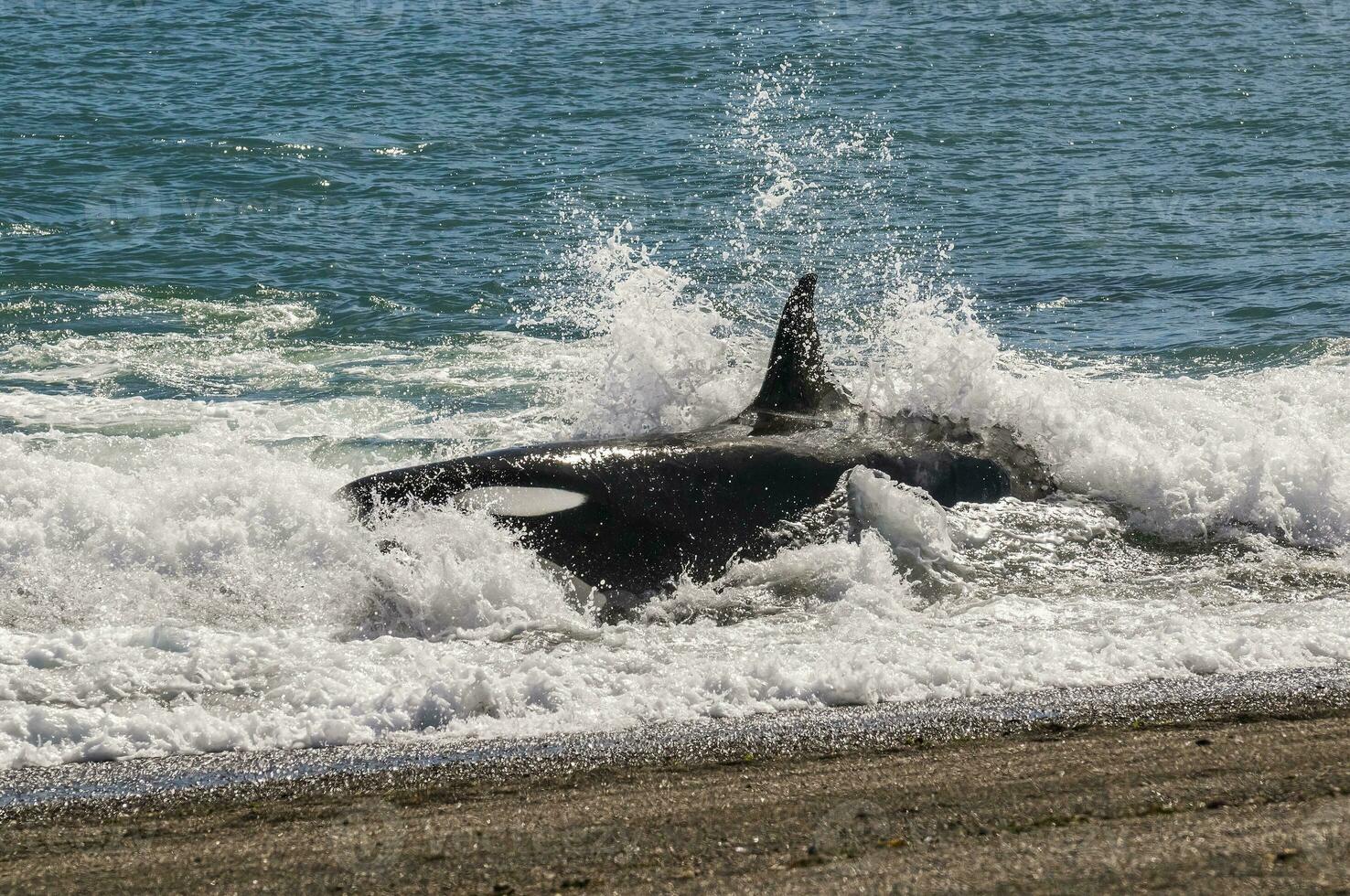 Mörder Wal Strandung auf das Strand, Halbinsel Valdes, Patagonien Argentinien foto
