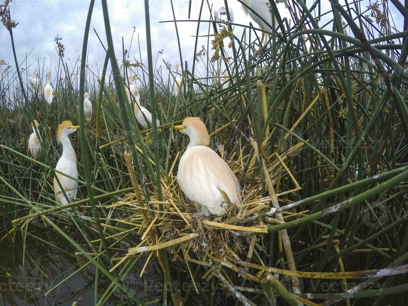 das Vieh Reiher, bubulcus Ibis, nisten, la Pampa Provinz, Patagonien, Argentinien foto