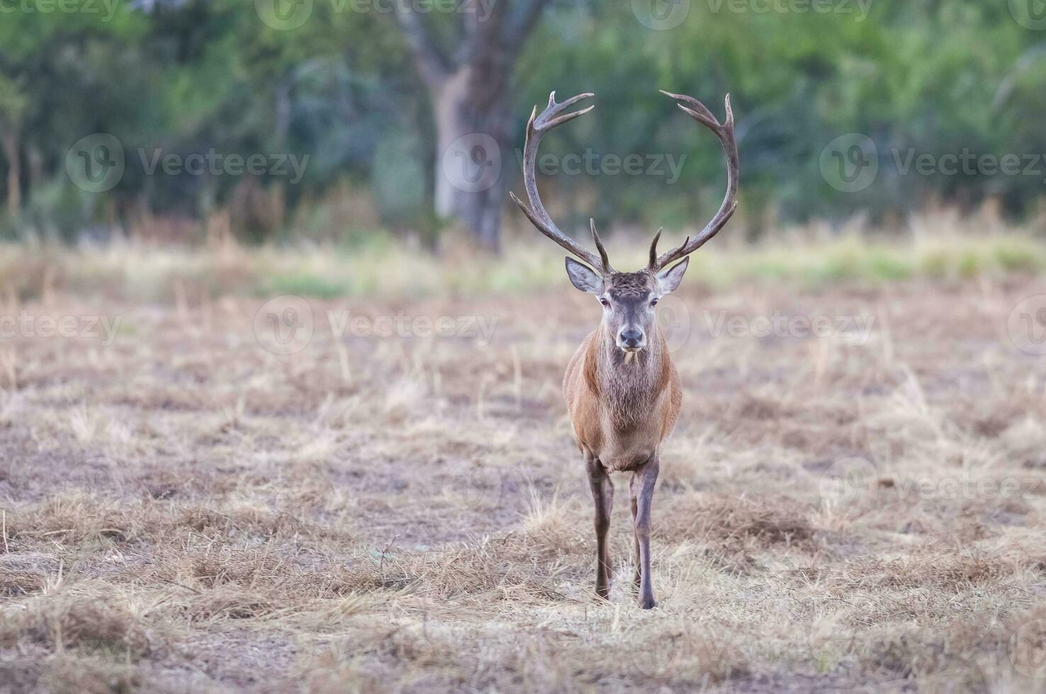 rot Hirsch im la Pampa, Argentinien, Parque luro, Natur Reservieren foto