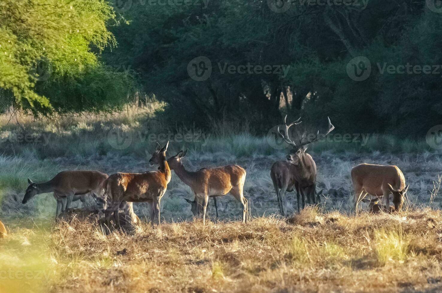 rot Reh, männlich brüllend im la Pampa, Argentinien, Parque luro, Natur Reservieren foto