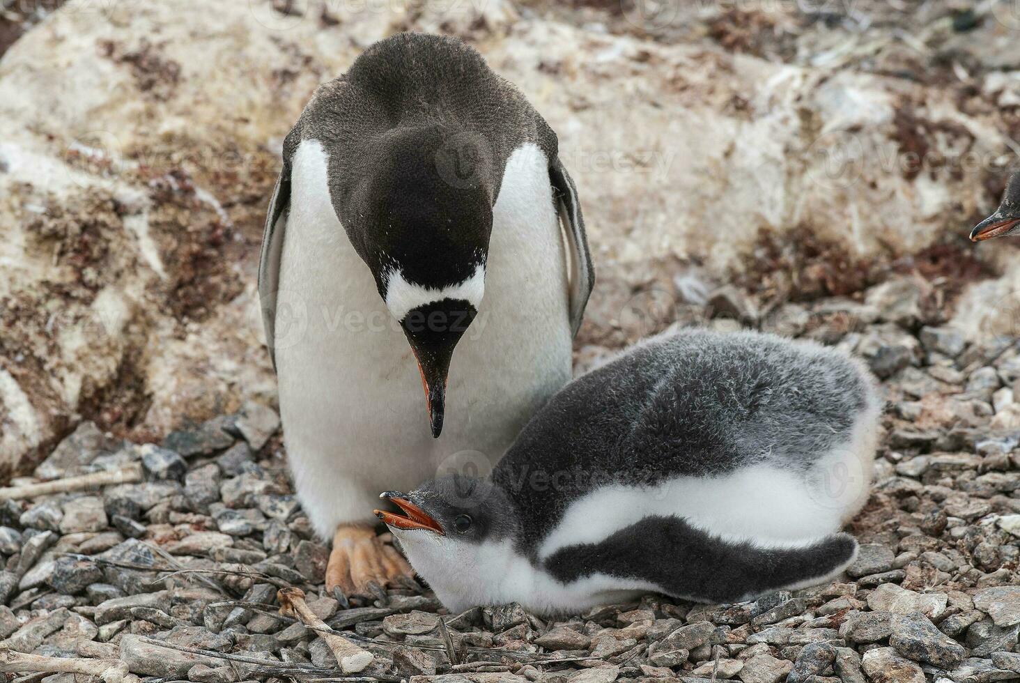 Gentoo Pinguin auf das Strand, Füttern seine Küken, Hafen lockroy , goudiger Insel, Antarktis foto