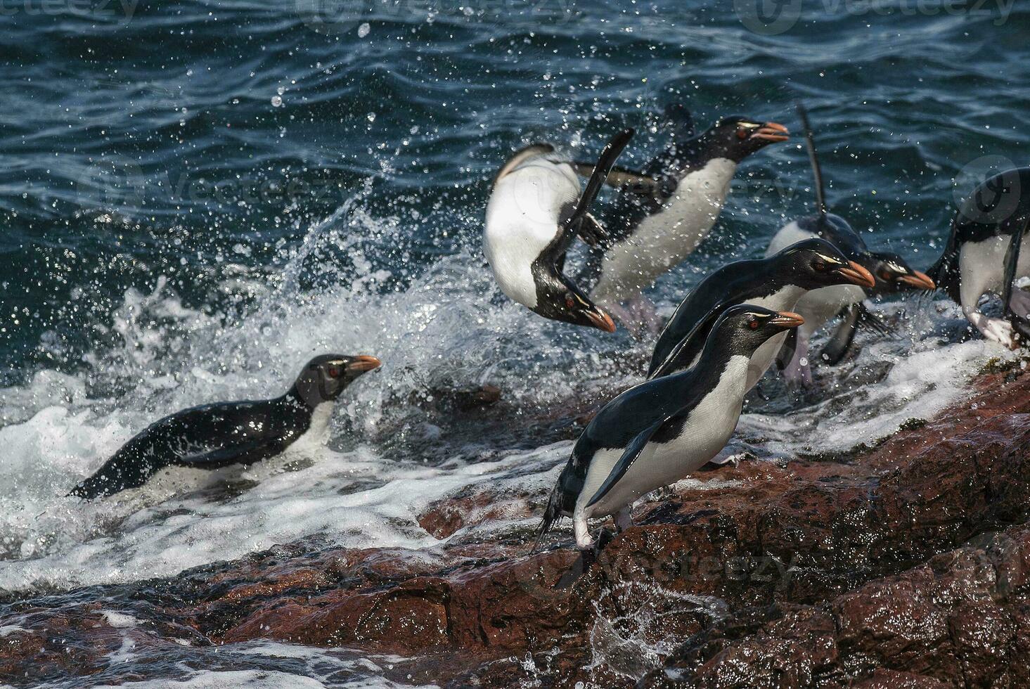 Rockhopper Pinguin, Pinguin Insel, Puerto Deseado, Santa Cruz Provinz, Patagonien Argentinien foto