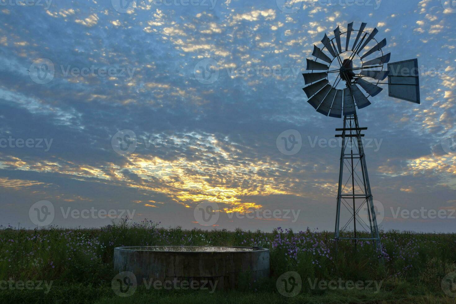 Kosmos Blumen und Windmühle beim Sonnenaufgang foto