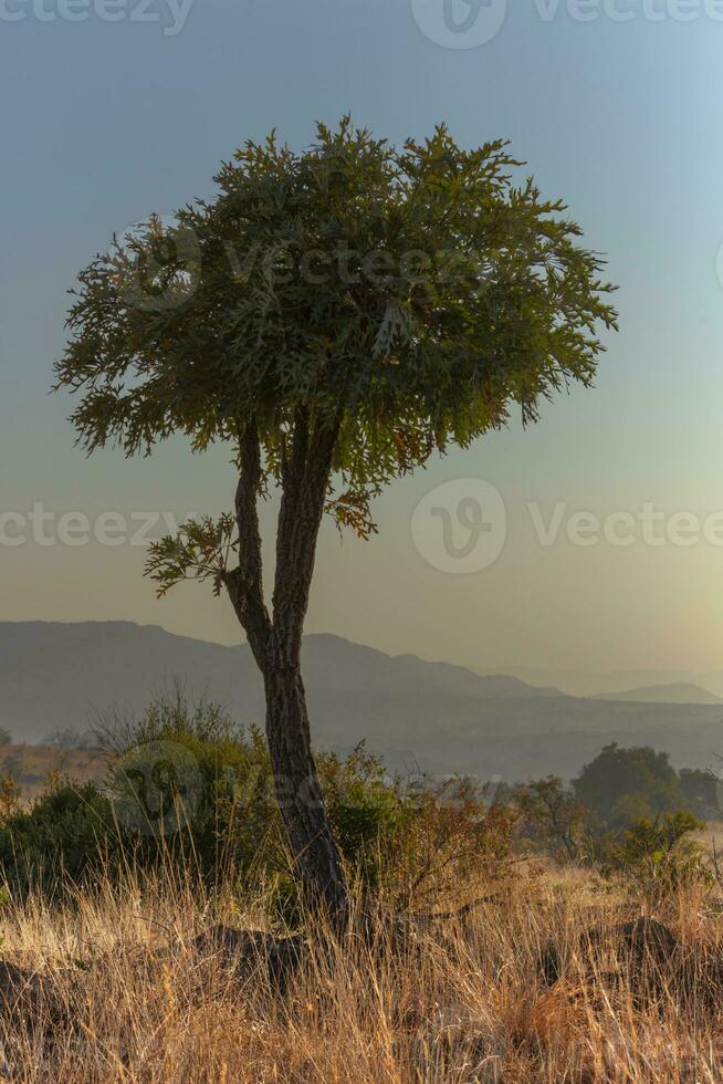 einsam Kohl Baum im Magaliesberg foto