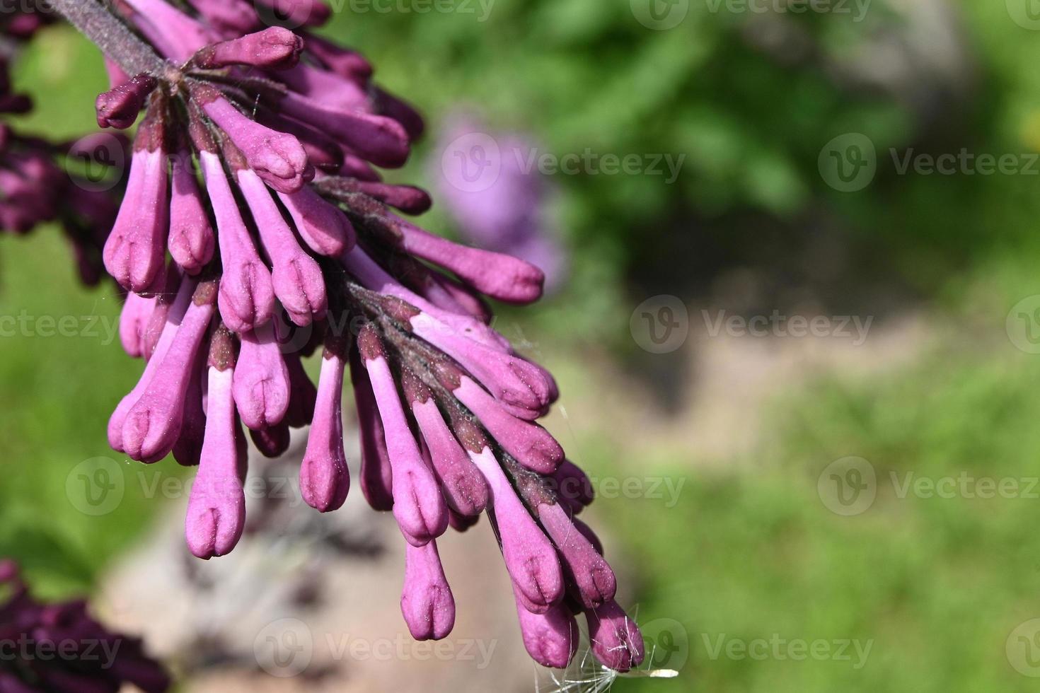 blühende Strauchknospen im Frühsommer foto