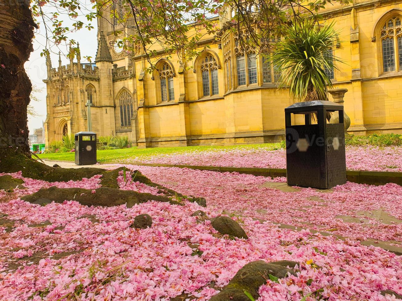 Rosa Kirschblütenblätter, die den Boden in der Kathedrale von Manchester bedecken foto