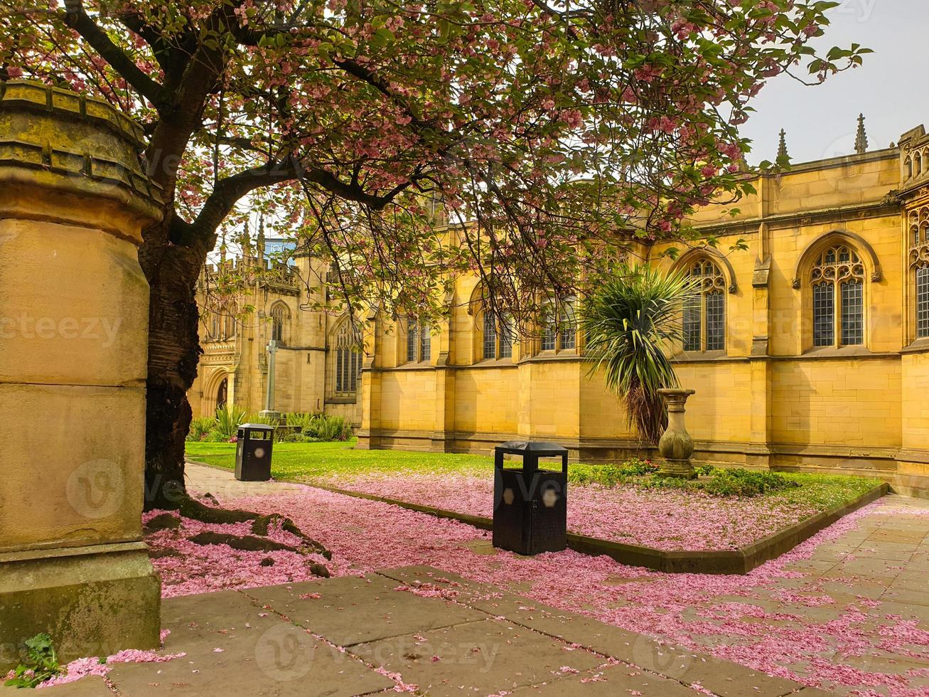 Rosa Kirschblütenblätter, die den Boden in der Kathedrale von Manchester bedecken foto