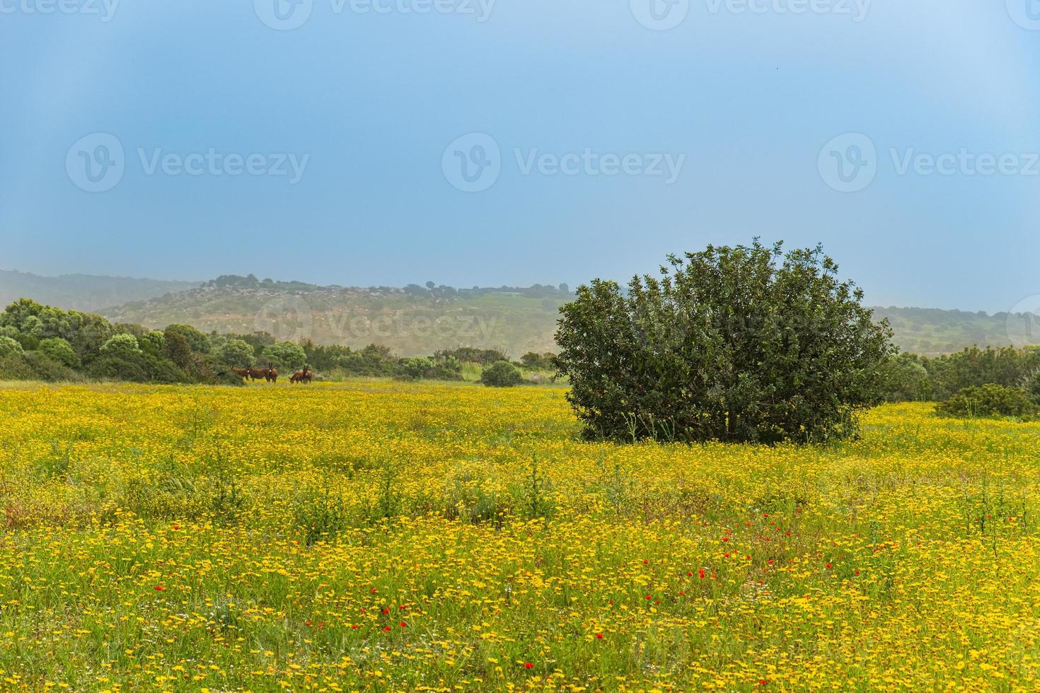 Landschaft der Halbinsel Karpasia, Zypern foto