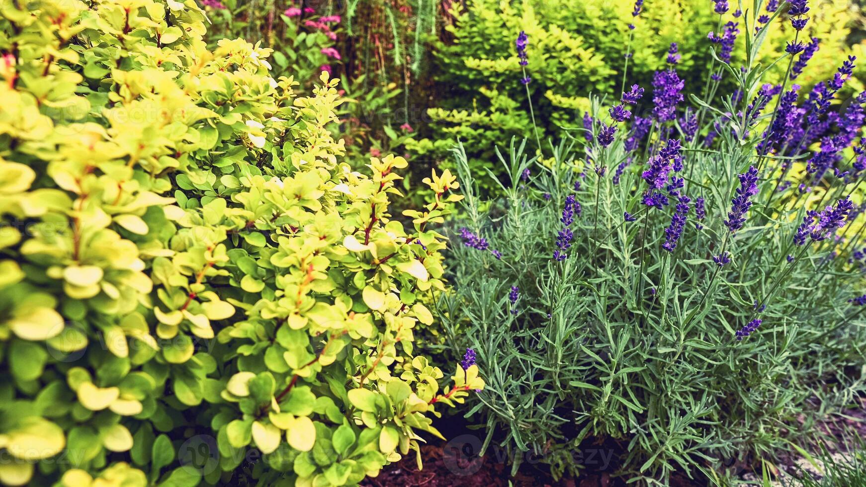 Steingarten Garten mit bunt Pflanzen schließen hoch. foto