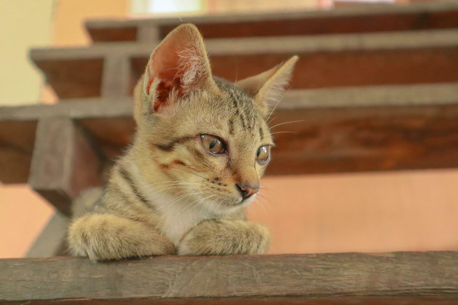 ein Katze mit das Brief m auf es ist Kopf ist Schlafen auf ein hölzern Treppe. foto