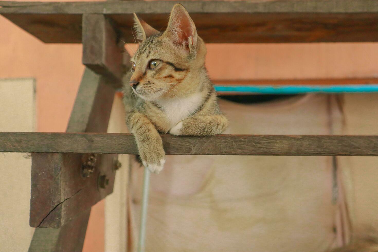 ein Katze mit das Brief m auf es ist Kopf ist Schlafen auf ein hölzern Treppe. foto