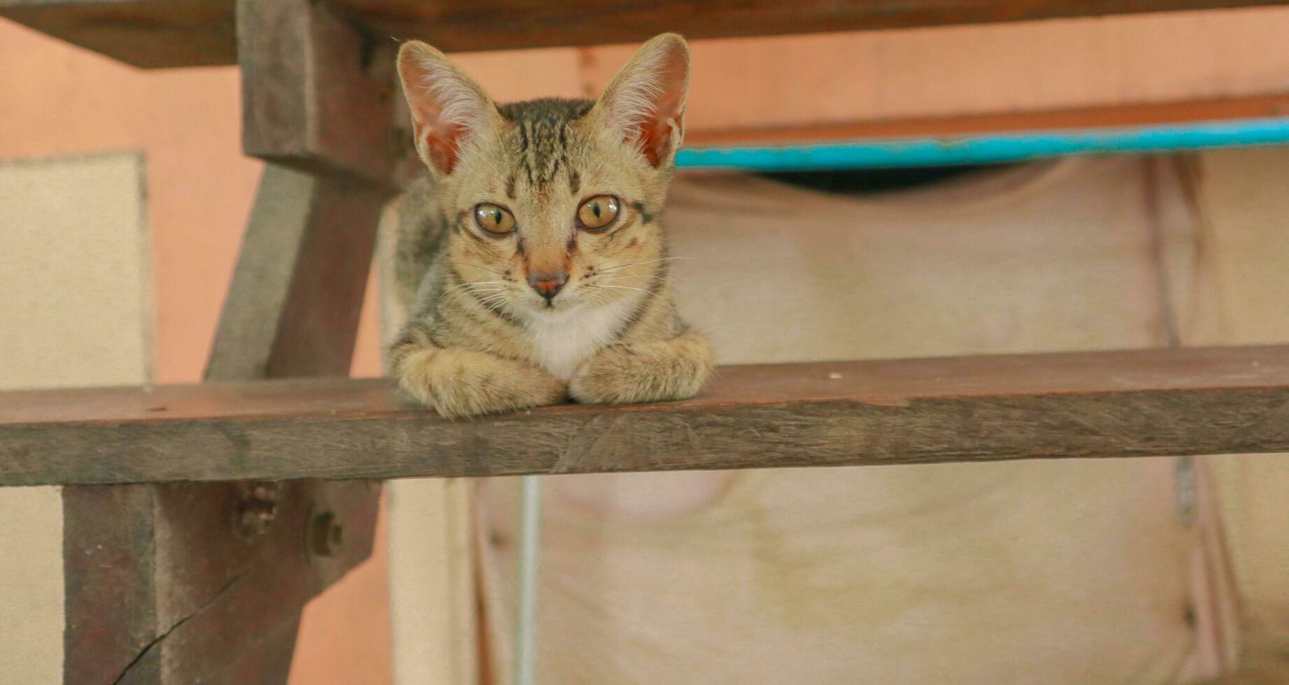 ein Katze mit das Brief m auf es ist Kopf ist Schlafen auf ein hölzern Treppe. foto