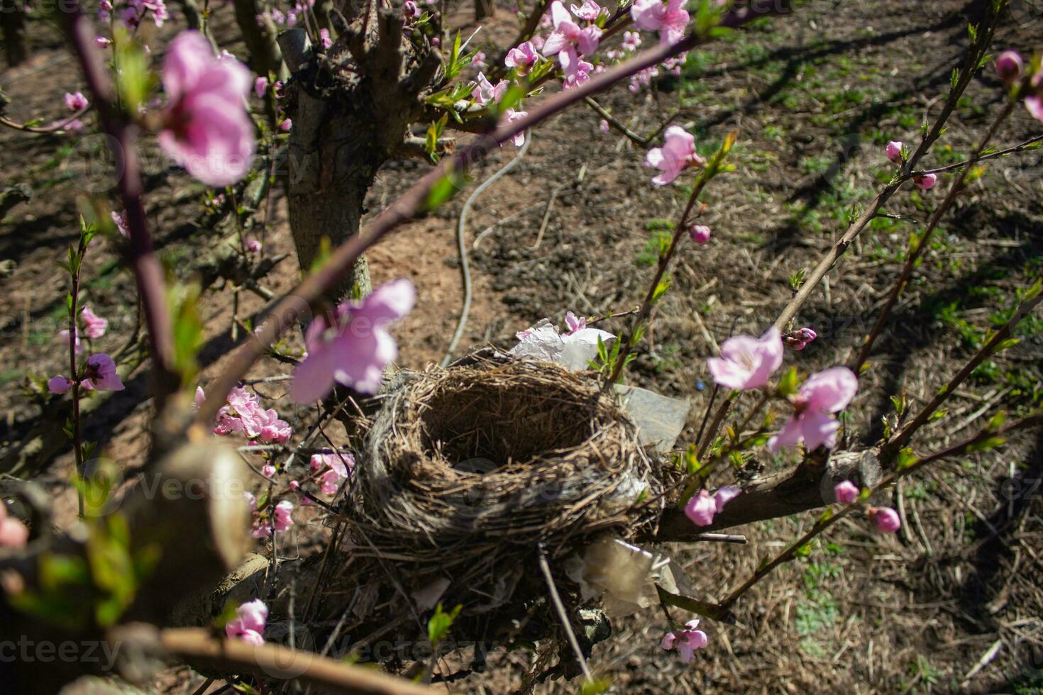 Vögel Nest im ein Pfirsich Baum foto