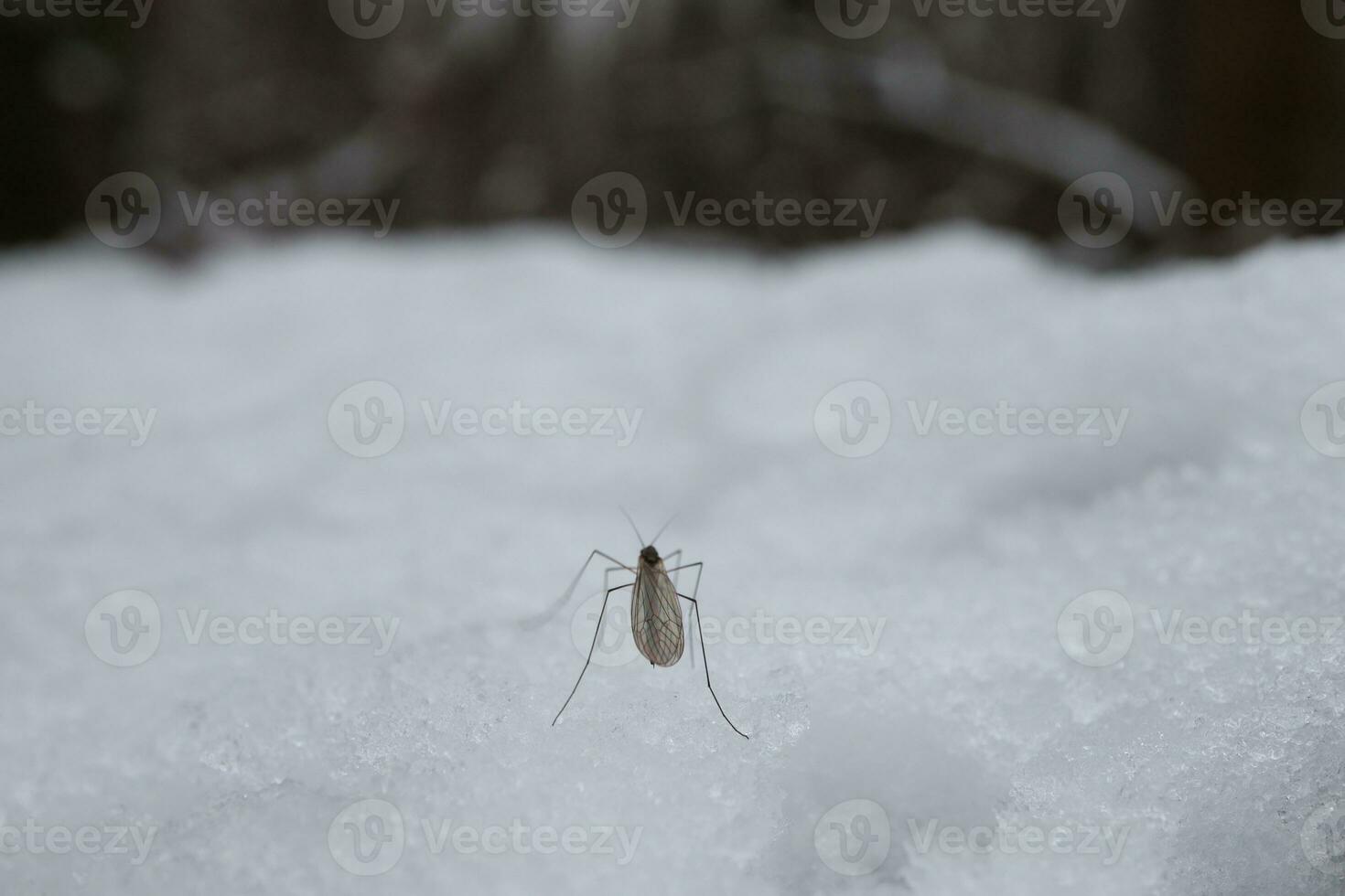 Moskito im das Schnee, Winter Wald foto