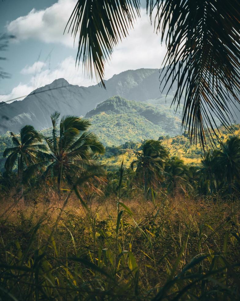 tropische natur von oahu, hawaii foto