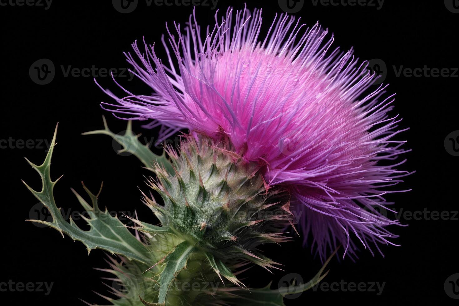 Milch Distel Blume schließen hoch. generativ ai foto