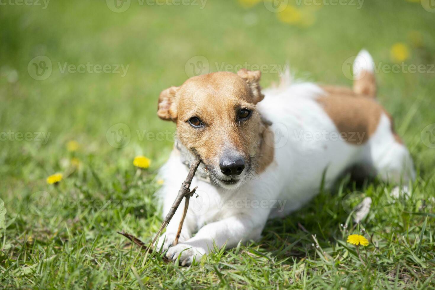 komisch Hund Jack Russell Rasse Theaterstücke mit ein Stock auf das Sommer- Rasen. schön Hund im Natur. foto