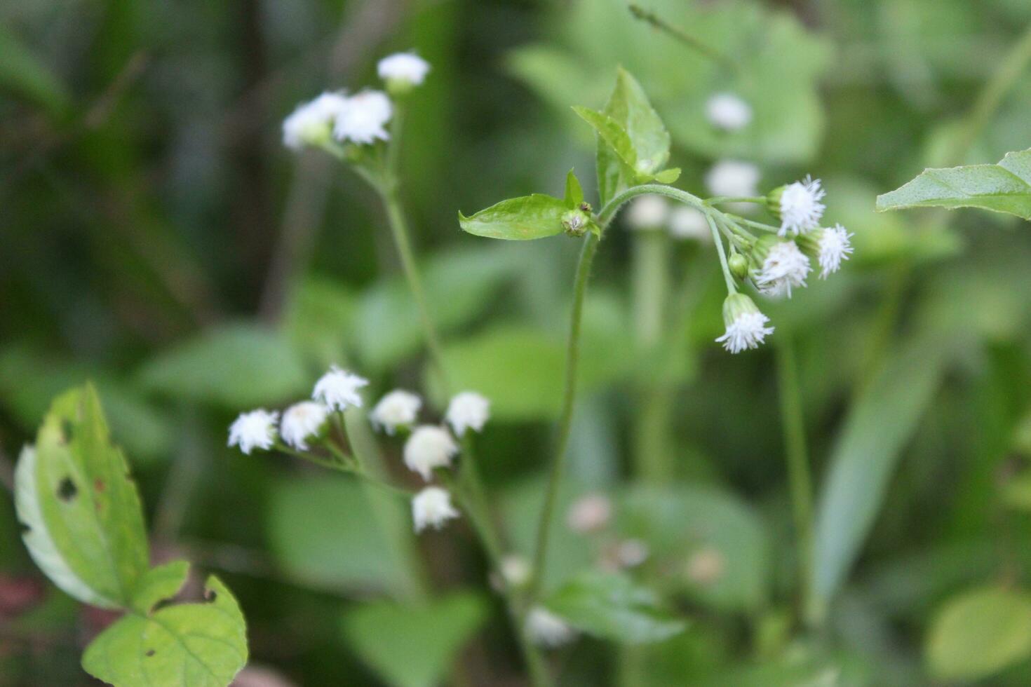 Weiß Blumen von Buchweizen auf ein Hintergrund von Grün Gras. foto