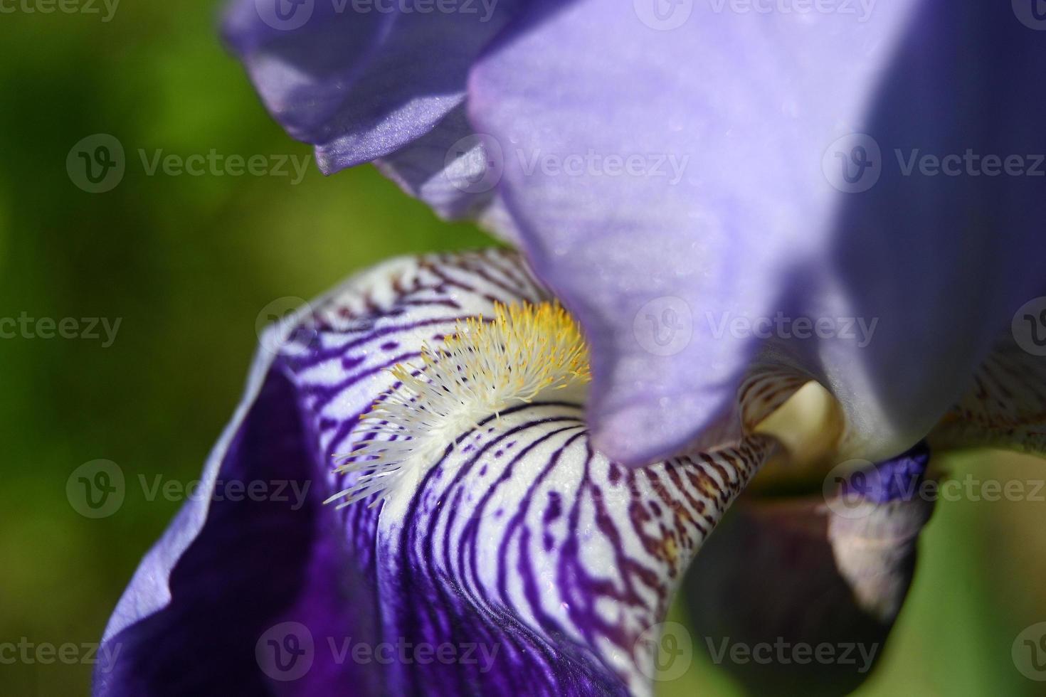 blaues Irisblütenblatt mit buntem Muster foto