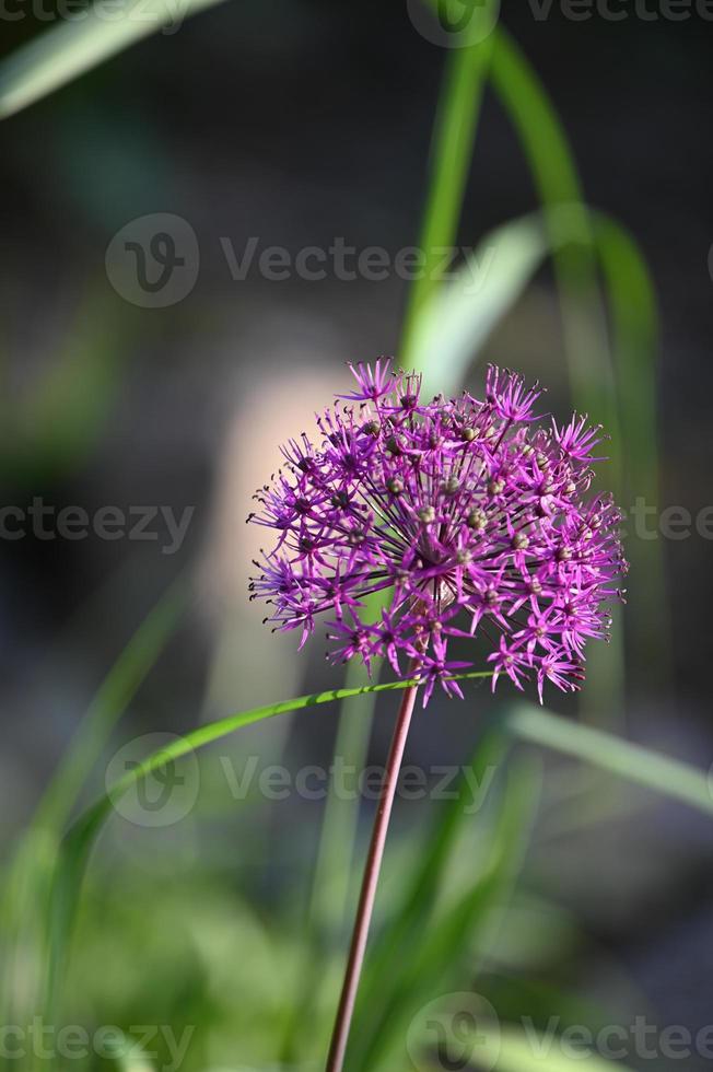 Allium lila Blume foto