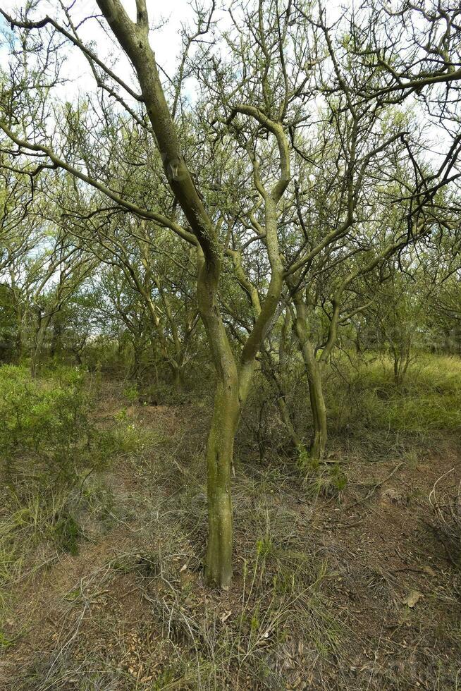 calden Wald Landschaft, geoffraea decorticans Pflanzen, la Pampa Provinz, Patagonien, Argentinien. foto