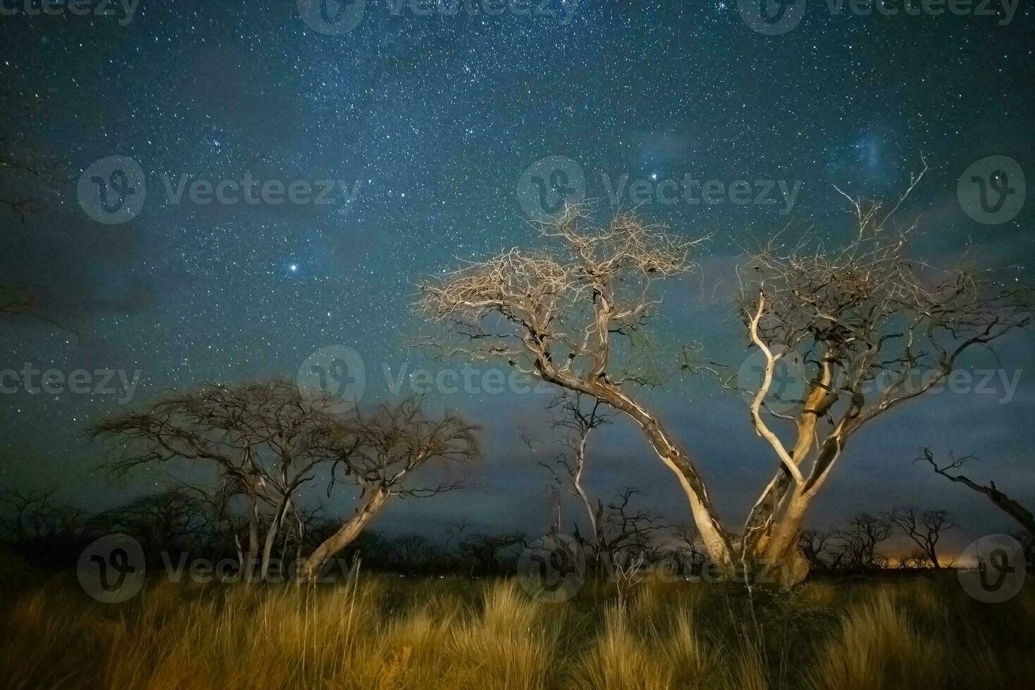 Verbrennung Bäume fotografiert beim Nacht mit ein sternenklar Himmel, la Pampa Provinz, Patagonien , Argentinien. foto