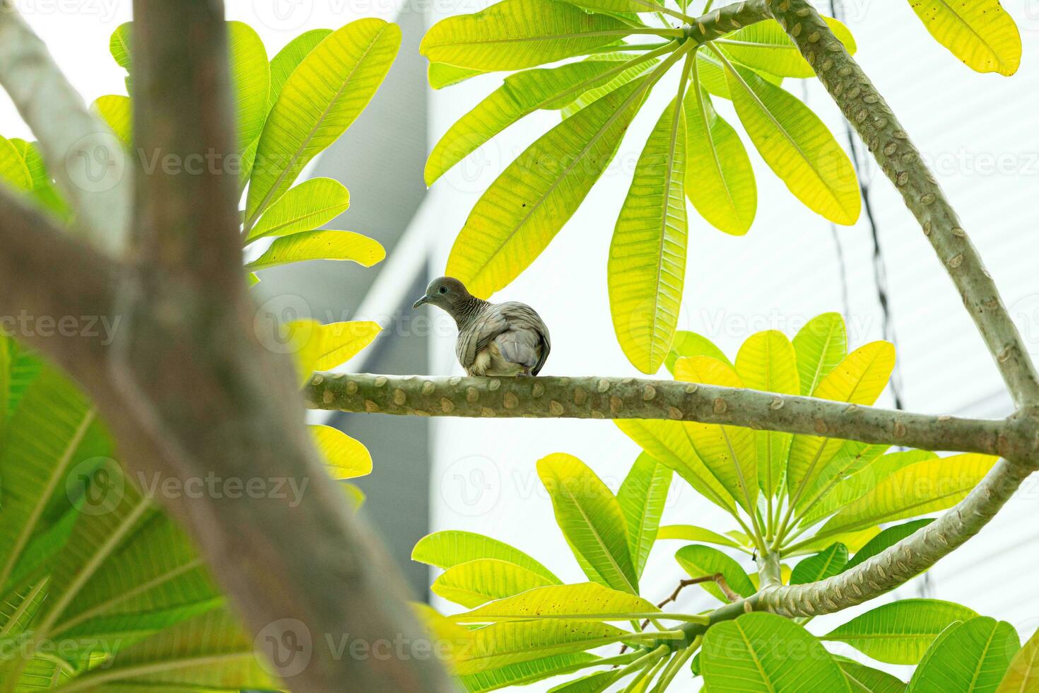 Pflanze Vogel Baum foto