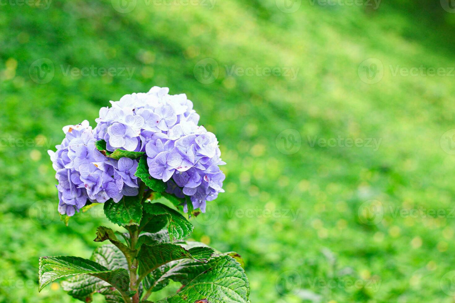 Hortensie Blume Grün foto