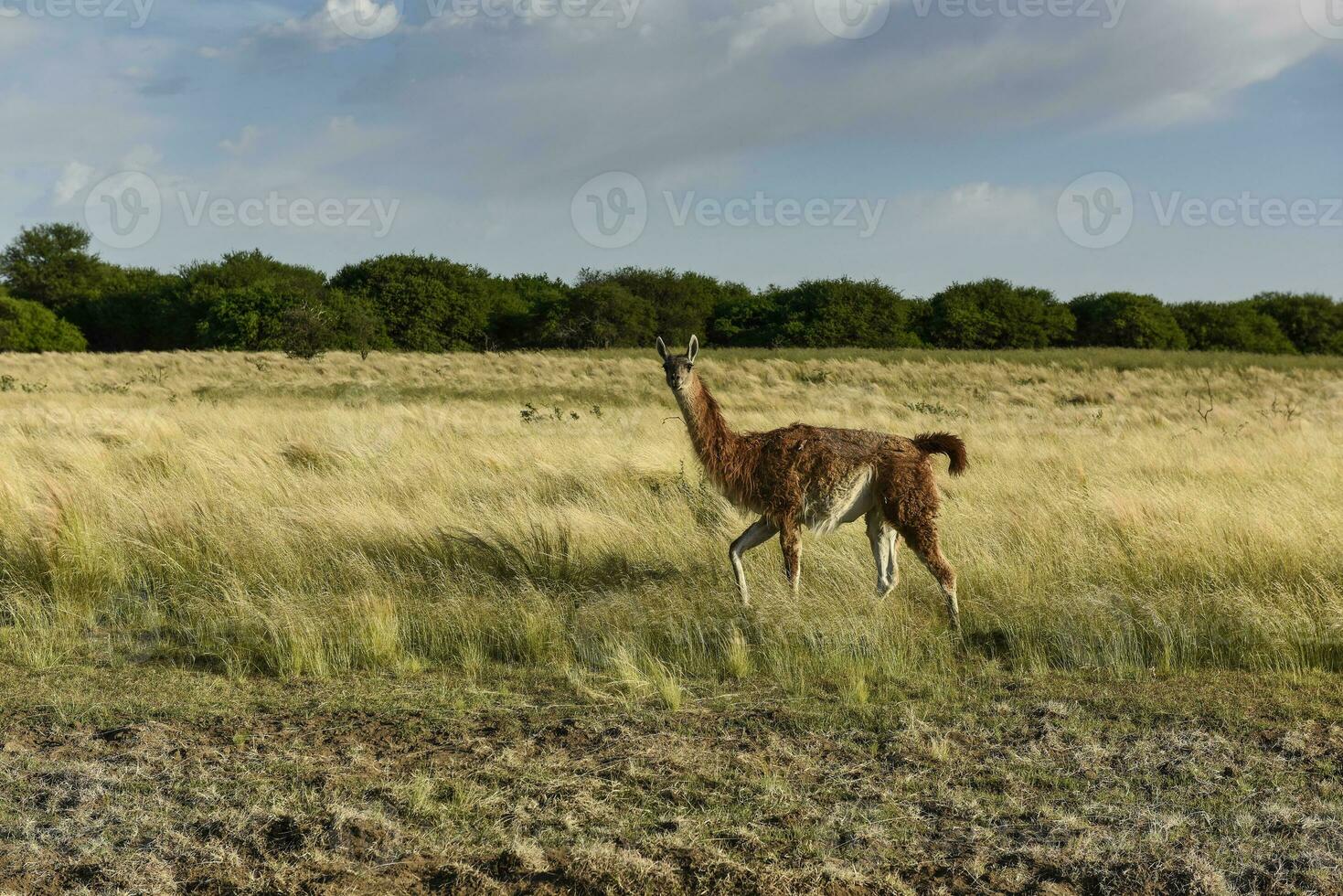 Guanakos im Wiese Umfeld, Parque luro Natur Reservieren, la Pampa Provinz, Argentinien. foto